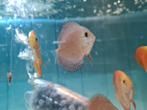 Super Panthera Discus, Symphysodon Discus, Vis, Zoetwatervis