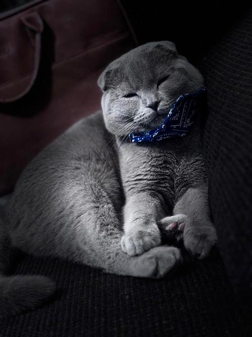 Dekkater, Dieren en Toebehoren, Katten en Kittens | Dekkaters