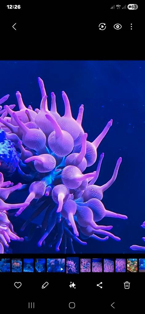 Sunburst bubbletip anemoon
Quadricolor tepel anemoon., Dieren en Toebehoren, Vissen | Aquariumvissen, Zoutwatervis, Slak of Weekdier