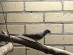 Diamantduif, Dieren en Toebehoren, Vogels | Duiven, Vrouwelijk, Overige soorten