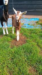 Mooie jonge toggenburger s geiten, Dieren en Toebehoren, Schapen, Geiten en Varkens, Vrouwelijk, Geit, 0 tot 2 jaar