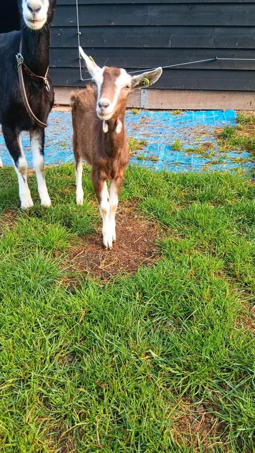 Mooie jonge toggenburger s geiten, Dieren en Toebehoren, Schapen, Geiten en Varkens, Geit, Vrouwelijk, 0 tot 2 jaar