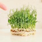 Microgroenten Starterskit - Complete Set voor Succes!, Ophalen of Verzenden, Nieuw, Kweekkast