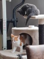 Twee lieve eigenwijze kittens, Dieren en Toebehoren, Katten en Kittens | Overige Katten, Meerdere dieren