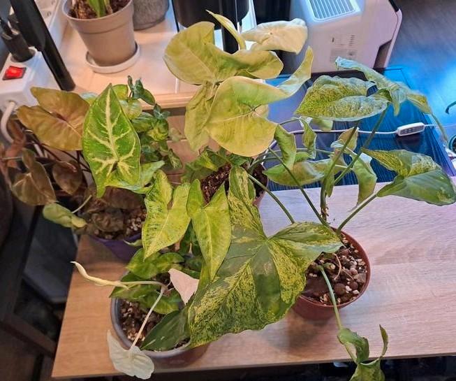 🪴Syngonium Collectie🪴 - 6 Verschillende soorten! OPHALEN, Huis en Inrichting, Kamerplanten, Minder dan 100 cm, Halfschaduw, Ophalen