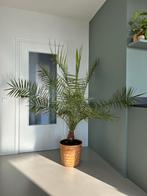 Grote Canarische Palm - Phoenix Canariensis, Ophalen, Palm, 150 tot 200 cm, Volle zon