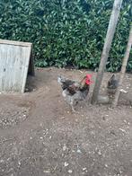 Prachtige blauwe haan, Dieren en Toebehoren, Pluimvee, Mannelijk, Kip