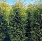 Thuja occidentalis Brabant coniferen, Ophalen of Verzenden, Bloeit niet, Overige soorten, Volle zon