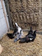 Muskuseenden, Dieren en Toebehoren, Pluimvee, Meerdere dieren, Eend