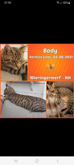 Cyperse kater vermist!, Dieren en Toebehoren, Kat