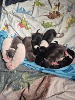 Amerikaanse stafford, 8 tot 15 weken, American Staffordshire Terriër, Meerdere, Meerdere dieren