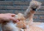 Usa buff haan groot, Dieren en Toebehoren, Pluimvee, Mannelijk, Kip