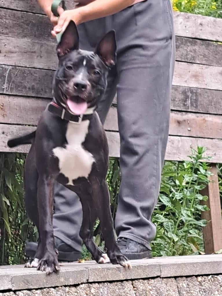 Te koop super mooie hond, Dieren en Toebehoren, Honden | Niet-rashonden, Middel, Particulier, Eén hond, Nederland, 1 tot 2 jaar