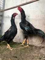 Shamo koppel, Dieren en Toebehoren, Pluimvee, Meerdere dieren, Kip