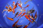 Tosai SALE vanaf 12 juli! (vanaf 8,95), Karper of Koi