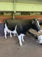 Kunststof koe op ware grote, Tuin en Terras, Ophalen, Kunststof