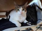 Ter adoptie: Robin (in de opvang in Rotterdam), Dieren en Toebehoren, Katten en Kittens | Overige Katten, Kater, Kortharig, 3 tot 5 jaar