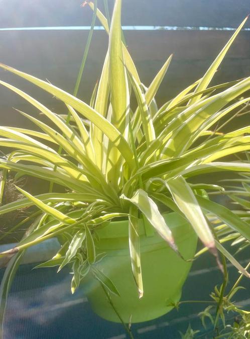 Graslelie in hangpot, Huis en Inrichting, Kamerplanten, Overige soorten, Minder dan 100 cm, Groene kamerplant, Halfschaduw, In pot