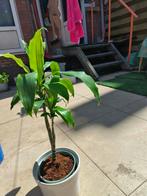 Dracaena  60cm in pot 10€, Ophalen, Zomer, Overige soorten, Volle zon