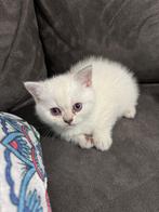 Britse korthaar kittens 8 weken oud, Dieren en Toebehoren, Katten en Kittens | Overige Katten, Meerdere dieren, Kortharig, 0 tot 2 jaar