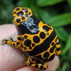 Dendrobates leucomelas, Dieren en Toebehoren, Reptielen en Amfibieën