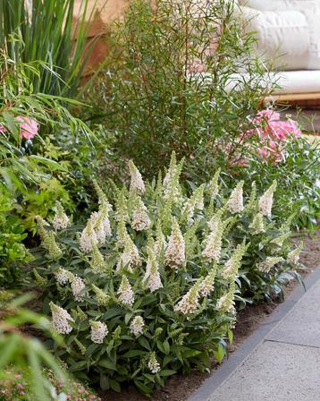 Buddleja Butterfly Candy 'Little White' | dwergvlinderstruik beschikbaar voor biedingen