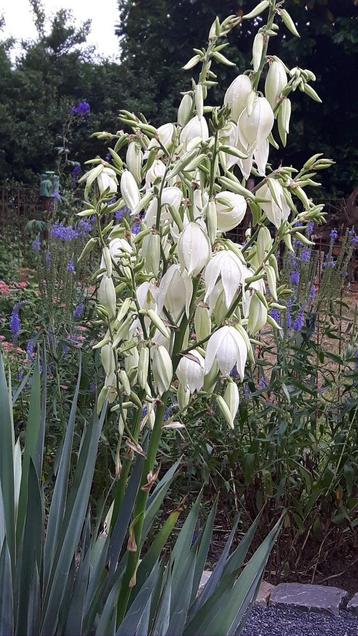 Yucca in pot te koop beschikbaar voor biedingen