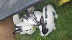 Lotharinger konijnen groot soort, Dieren en Toebehoren, Konijnen, Meerdere dieren, Groot, 0 tot 2 jaar