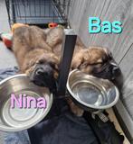 Unieke pups Sint bernard x Berner sennen x Engelse mastiff, Dieren en Toebehoren, Honden | Niet-rashonden, CDV (hondenziekte)