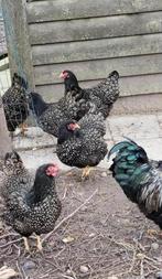 Broedeieren Barnevelders zilver dubbelgezoomd, Dieren en Toebehoren, Pluimvee, Geslacht onbekend, Kip