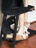 Lieve kittens 2 katertjes en 1 poesje, Dieren en Toebehoren, Katten en Kittens | Overige Katten, Meerdere dieren