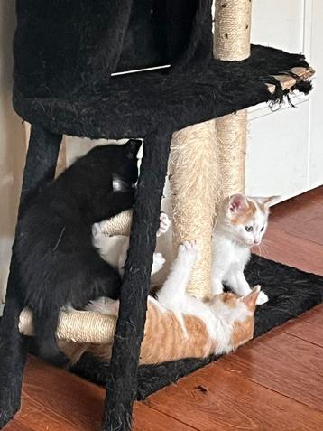 Lieve kittens 2 katertjes en 1 poesje beschikbaar voor biedingen