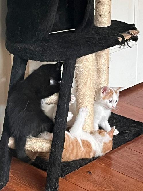 Lieve kittens 2 katertjes en 1 poesje, Dieren en Toebehoren, Katten en Kittens | Overige Katten, Meerdere dieren