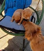 Mooie pups te koop., Dieren en Toebehoren, Overige rassen, 8 tot 15 weken, Meerdere, Meerdere dieren