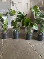 4 Monstera planten 80 cm hoog, Huis en Inrichting, Kamerplanten, Ophalen of Verzenden, Halfschaduw, Minder dan 100 cm