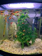 Platy vissen, Dieren en Toebehoren, Vis