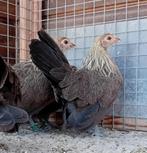 Hollandse kriel geelpatrijs, Dieren en Toebehoren, Vrouwelijk, Kip