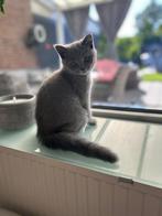 Britse korthaar kitten, Dieren en Toebehoren, Katten en Kittens | Raskatten | Korthaar, Poes, Ontwormd, 0 tot 2 jaar