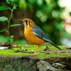 Tekoop gevraagd  1-1 koppeltje  Damalijsters, Dieren en Toebehoren, Vogels | Overige Vogels, Meerdere dieren, Tropenvogel, Geringd