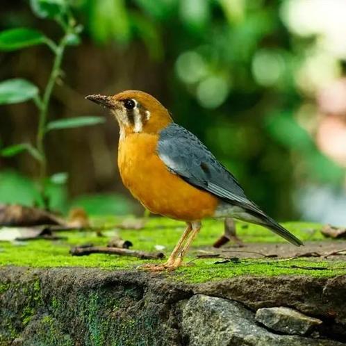Tekoop gevraagd  1-1 koppeltje  Damalijsters, Dieren en Toebehoren, Vogels | Overige Vogels, Tropenvogel, Meerdere dieren, Geringd