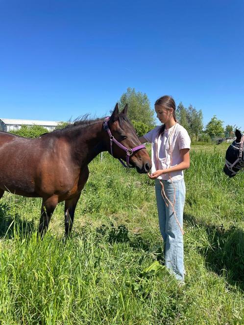 Stalhulp aangeboden, Dieren en Toebehoren, Stalling en Weidegang