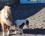 Te koop, Dieren en Toebehoren, Pony's, 0 tot 2 jaar, Hengst, A pony (tot 1.17m), Onbeleerd