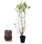Ligustrum ovalifolium (Ligusterhaag)🌿, Tuin en Terras, Planten | Tuinplanten, Ophalen, Zomer, Siergrassen, Volle zon