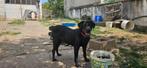 Maya – Lief, rustig en op zoek naar een geduldig thuis, Dieren en Toebehoren, Honden | Niet-rashonden, Particulier, Rabiës (hondsdolheid)