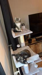 Kittens 11 weken oud, Ophalen of Verzenden, Zo goed als nieuw, Krabpaal