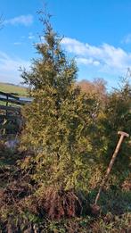 GRATIS. Coniferen ongeveer 70 stuks, Tuin en Terras, Planten | Struiken en Hagen, Ophalen, Conifeer, Struik, 100 tot 250 cm