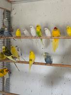 Gele en witte grasparkieten, Meerdere dieren, Parkiet