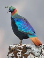 Himalayaglansfazant glansfazant haan gezocht, Mannelijk, Tropenvogel