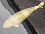 Prachtige chagoi 85 - 90 cm  Handtam, Dieren en Toebehoren, Karper of Koi