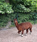 Mooie makke alpaca merrie, Dieren en Toebehoren, Schapen, Geiten en Varkens, Vrouwelijk, Geit